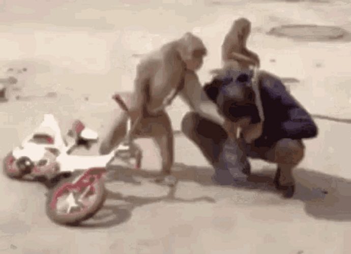 Mischievous Funny Monkey Kicking Human GIF
