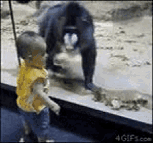 Mischievous Funny Monkey Showing Butt GIF