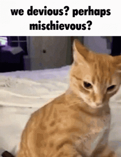 Mischievous Ginger Cat GIF