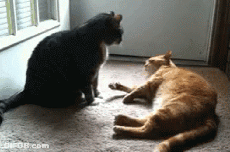Mischievous Kitty Boop Run GIF