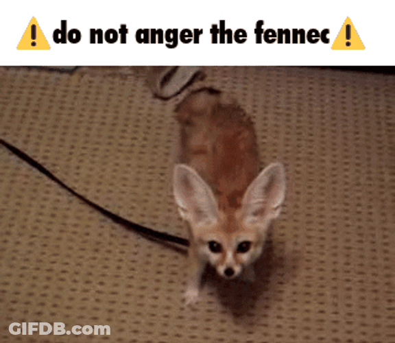 Mischievous Little Fennec Fox Pouncing GIF