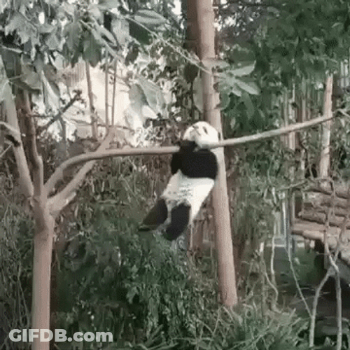 Mischievous Little Panda Hanging On GIF
