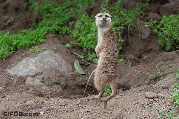 Mischievous Meerkat Peeing Meme GIF