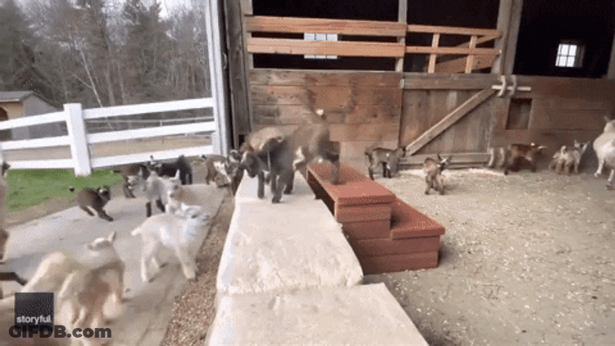 Mischievous Screaming Goats Playing GIF