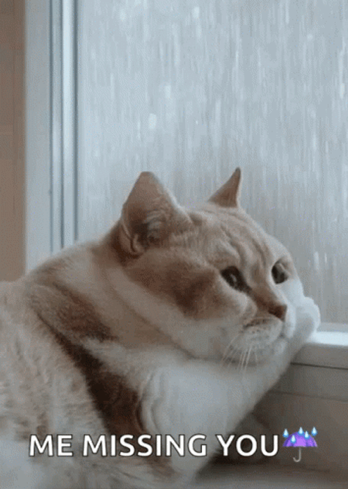 Missing You Sad Cat GIF