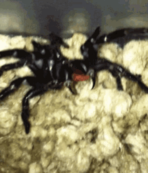 Missulena Spider Attacking GIF