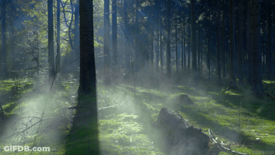 Misty Forest Landscape GIF