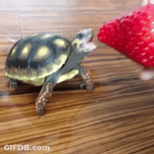 Mitch Mcconnell Turtle Eating Stawberry GIF