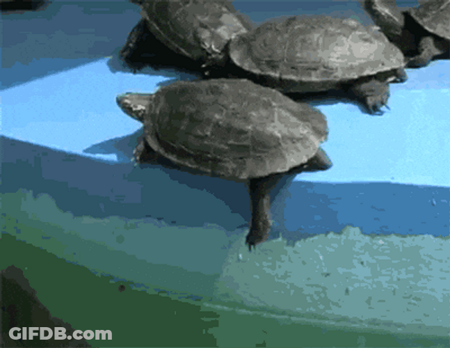 Mitch Mcconnell Turtle Fell GIF