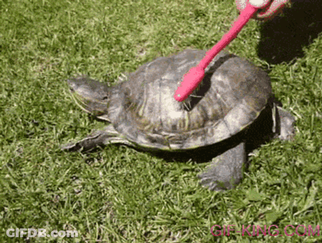 Mitch Mcconnell Turtle Shell Rubbing GIF