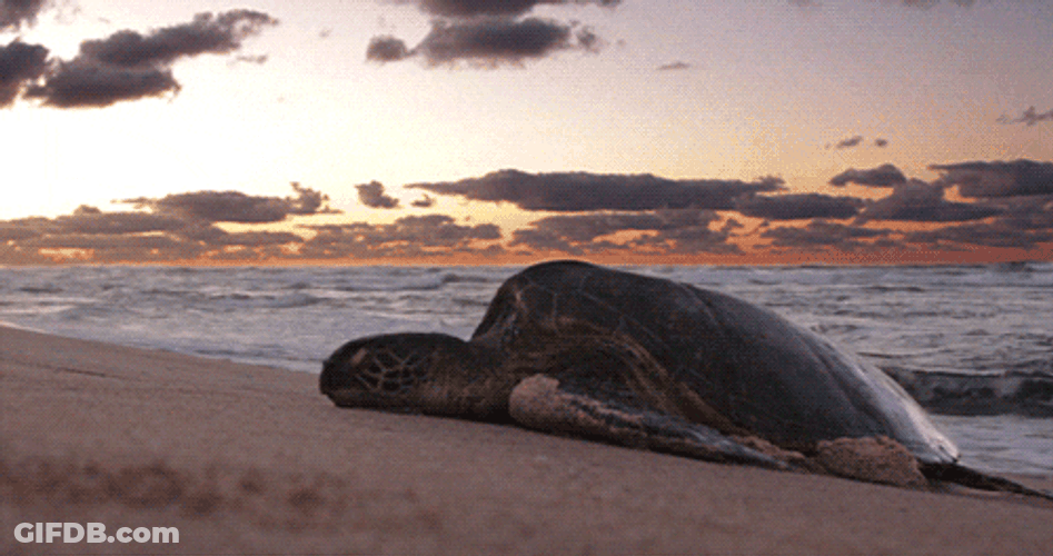Mitch Mcconnell Turtle Sleeping GIF