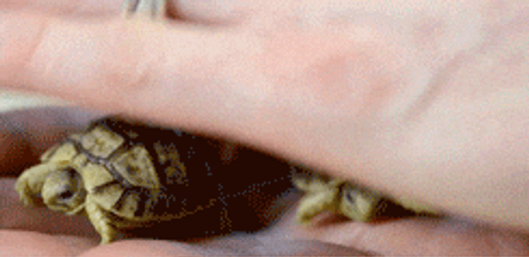Mitch Mcconnell Turtle Small Babies GIF