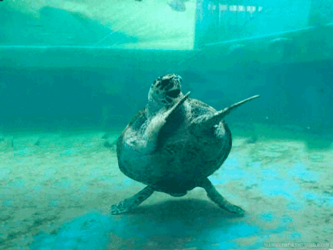 Mitch Mcconnell Turtle Under Water Dance GIF