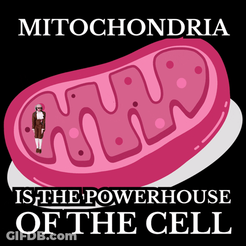 Mitochondria Powerhouse Of The Cell GIF