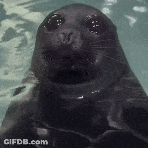 Mlem Seal GIF