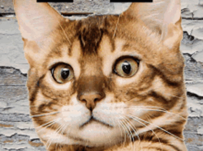 MLG Major League Gaming Cool Cat GIF