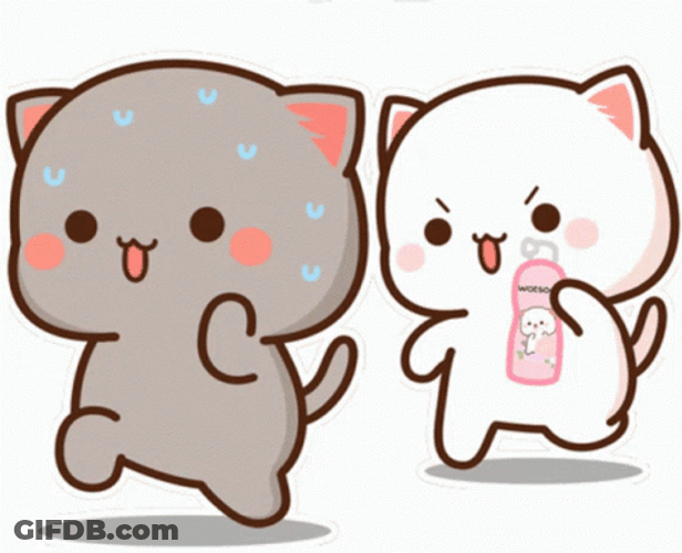 Mochi Cat Running Being Chased GIF