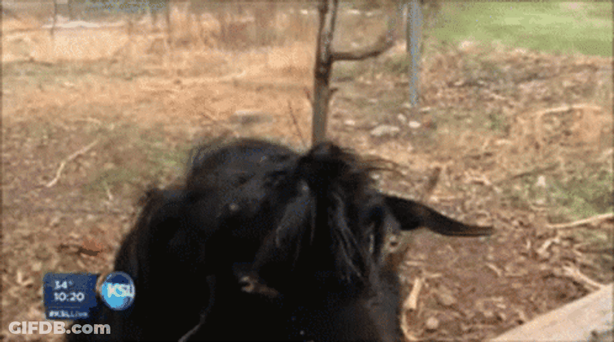 Mocking Silly Goat Tongue Out News TV GIF