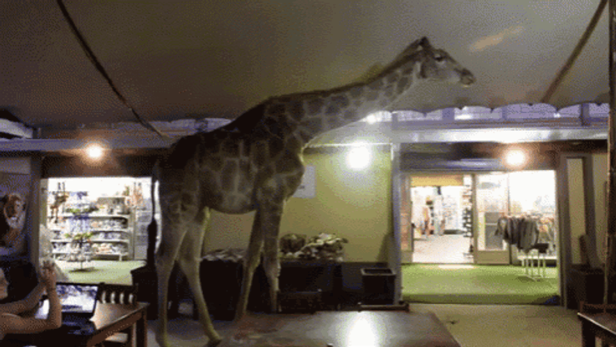 Modelling Wild Giraffe GIF