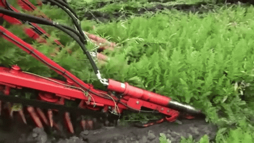 Modern Agriculture Carrot Harvesting Machine GIF