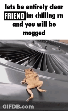 Mog Mogged GIF
