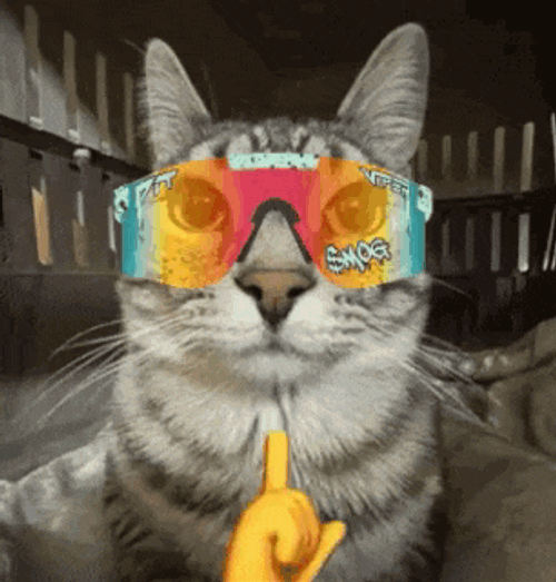 Mog Mogged GIF