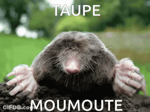 Mole Saying Taupe Moumoute GIF
