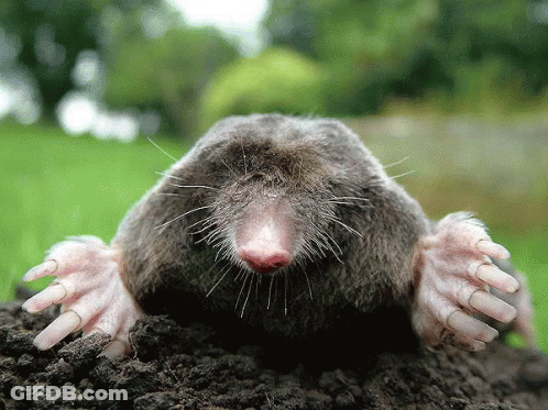 Mole Sticking Head Out Of Ground GIF