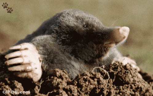 Mole Sticking Head Out Of Hole GIF