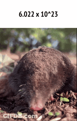 Mole With 6.022 X 10 X 23 GIF