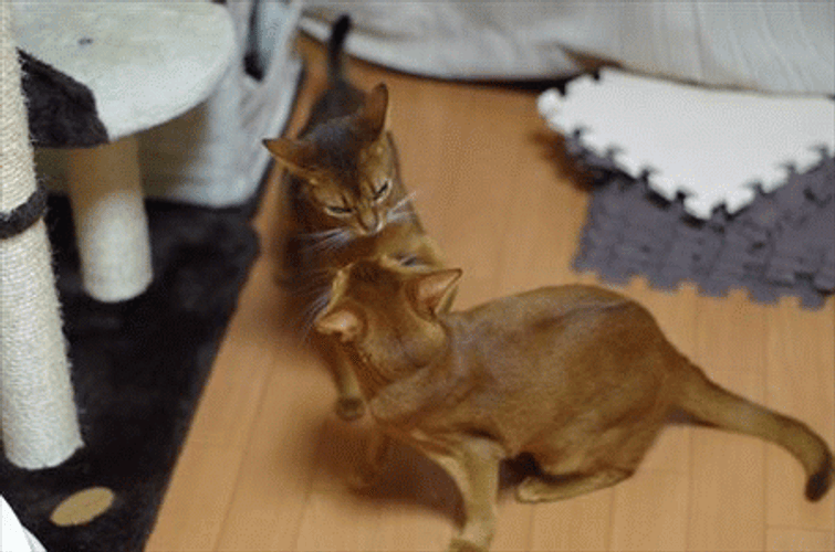 Moments Of Cat Fight GIF
