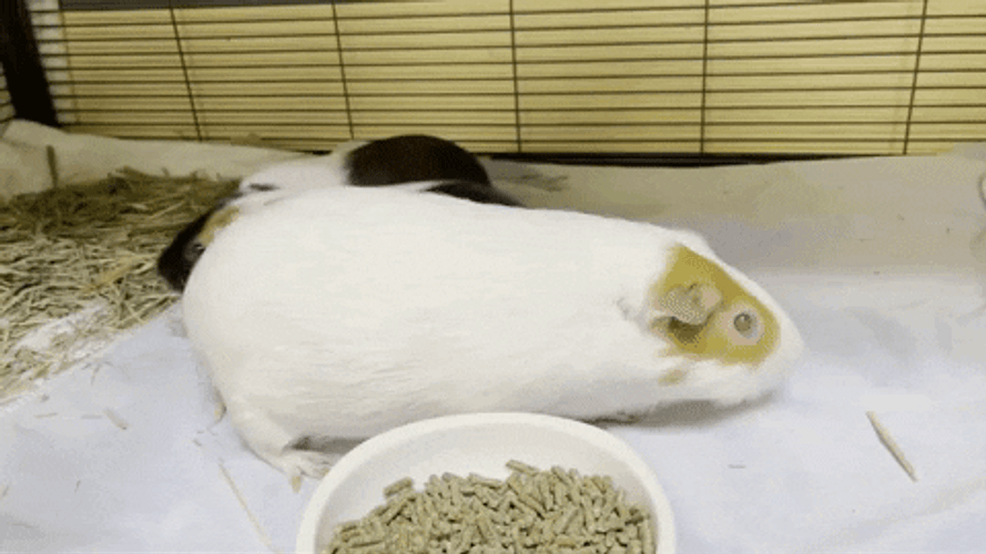 Mommy Guinea Pig With Two Baby Guinea Pigs GIF