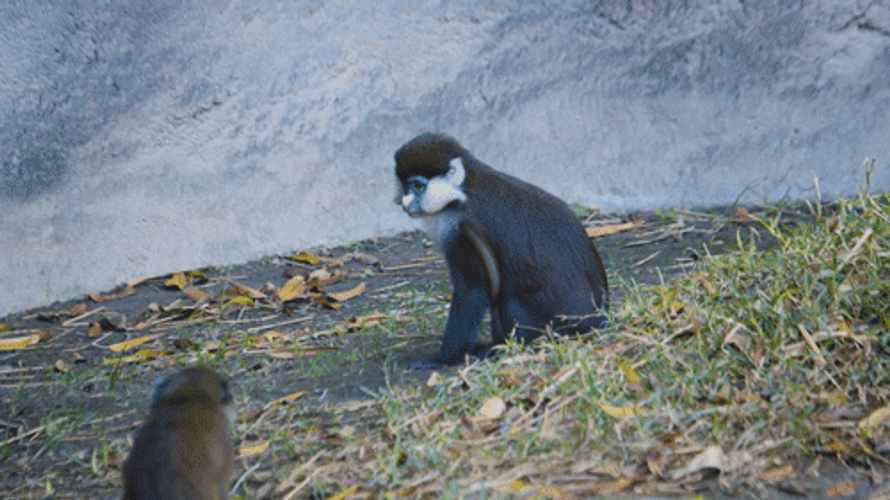 Mommy Primate Clutching Baby Monkey GIF