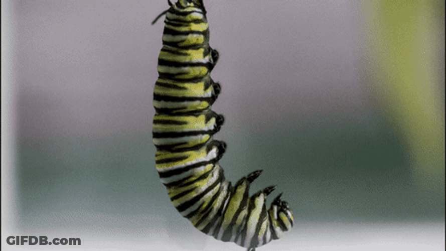 Monarch Caterpillar Evolution GIF