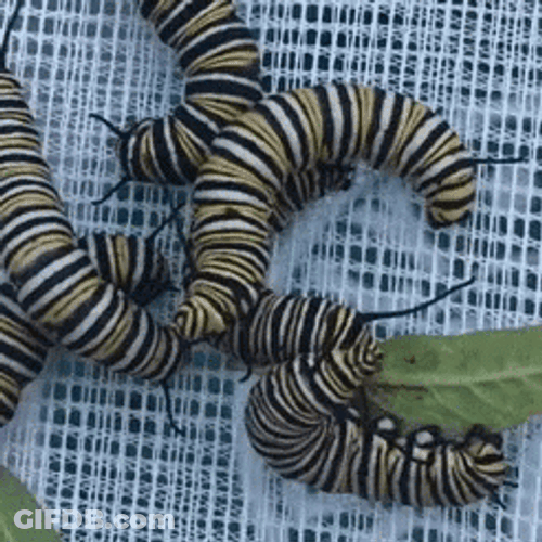 Monarch Caterpillars Playing GIF