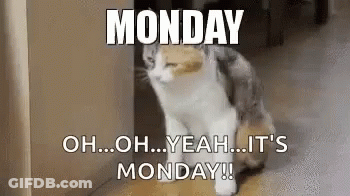 Monday Cat GIF