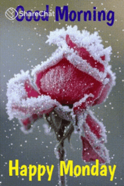 Monday Good Morning Frozen Rose Winder Snow GIF