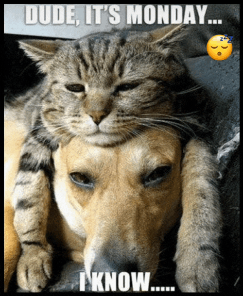 Monday Mondays Meme GIF