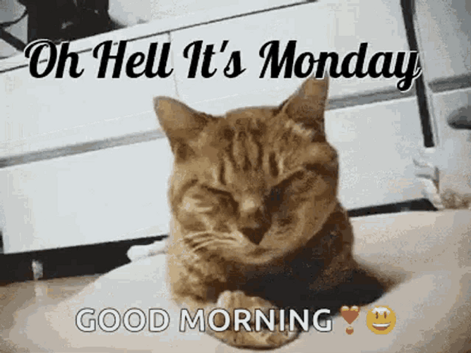 Monday Morning Hello Cute Sleepy Cat Meme GIF