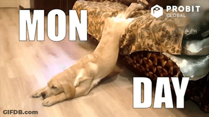 Monday Morning Lazy Dog Bed Meme GIF