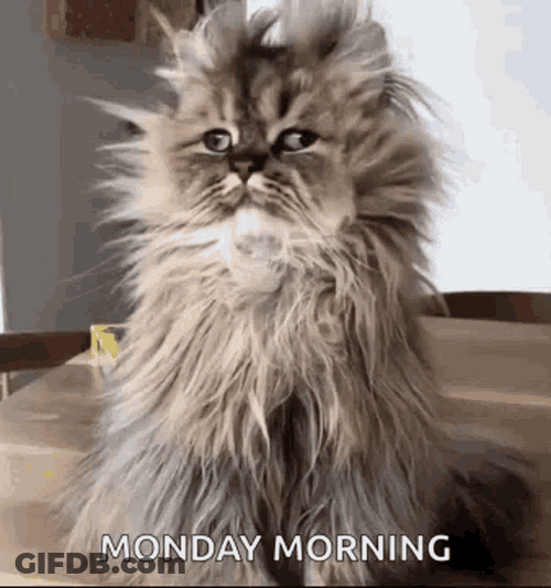 Monday Morning Messy Hair Just Woke Up Cat GIF