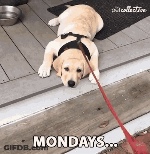 Monday Morning Mood Dragging Leash Lazy Dog GIF