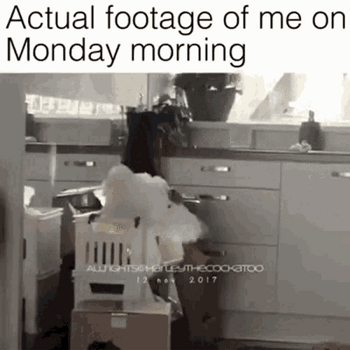 Monday Morning Parrot Bird Banging Head Mirror Meme GIF