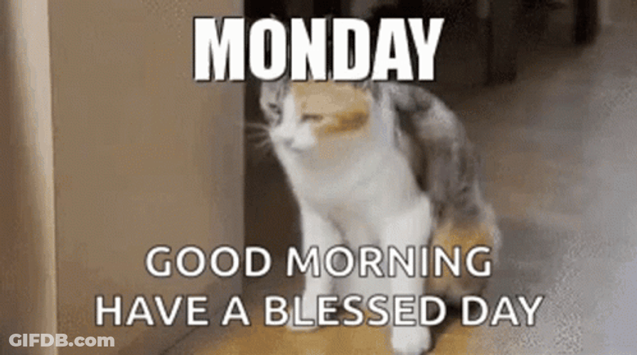 Monday Morning Sleepy Cat Falling Down Meme GIF