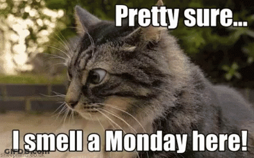 Monday Sparkle And Shine GIF