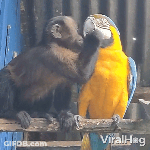 Monkey And Parrot Kissing On Nose GIF