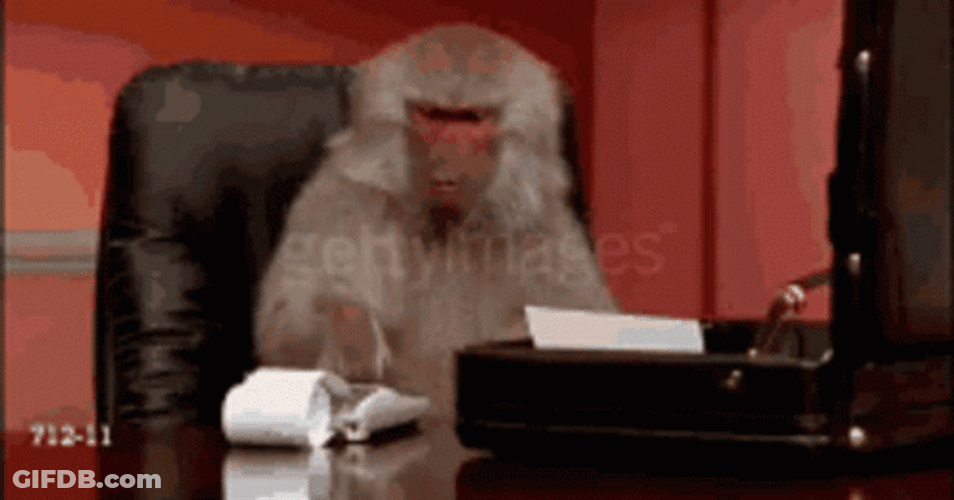 Monkey Animal Accountant GIF