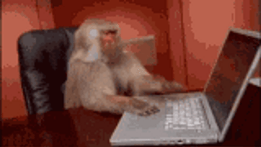 Monkey At Laptop PC GIF