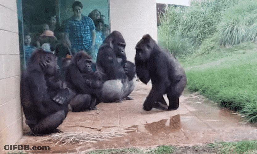 Monkey Avoiding Wet Pathway GIF