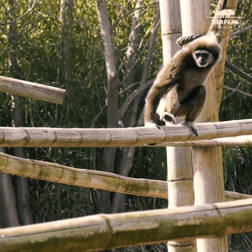 Monkey Balance On Bamboo GIF